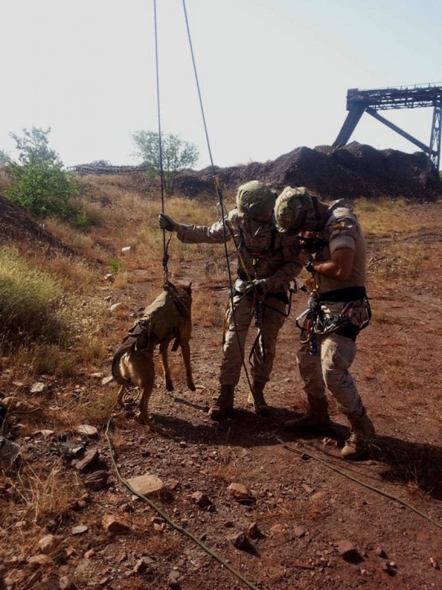 El animal debe ser preparado para realizar movimientos verticales; en la imagen un perro con un arnés para ascensos y descensos