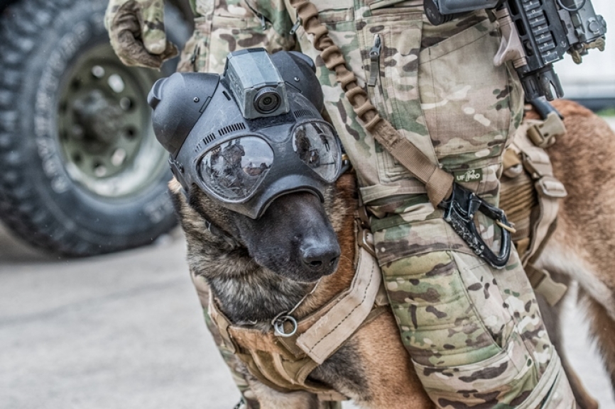 Los perros tampoco faltaron a la cita
